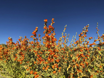 Picture of WILDFLOWERS XXIII