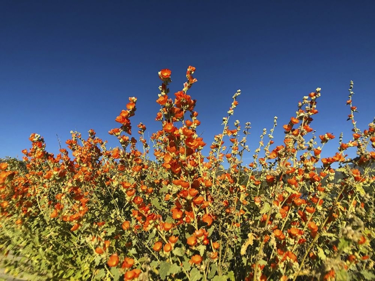 Picture of WILDFLOWERS XXIII