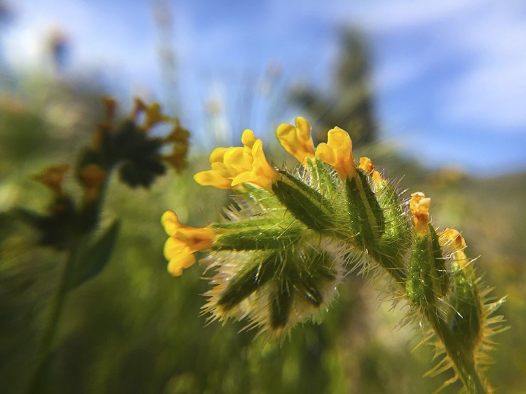 Picture of WILDFLOWERS XXVI