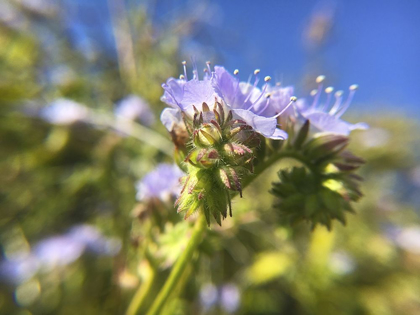 Picture of WILDFLOWERS XXIX