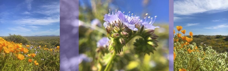 Picture of WILDFLOWERS COLLAGE IV