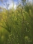 Picture of WILDFLOWERS MACRO I
