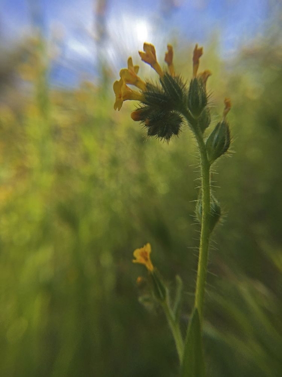 Picture of WILDFLOWERS MACRO II