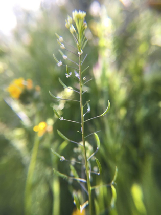 Picture of WILDFLOWERS MACRO III