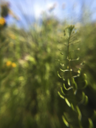 Picture of WILDFLOWERS MACRO IV