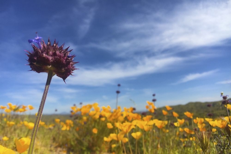 Picture of WILDFLOWERS XXXIII