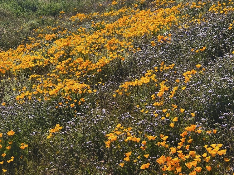 Picture of WILDFLOWERS XXVI