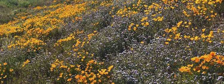 Picture of WILDFLOWERS XXVIII