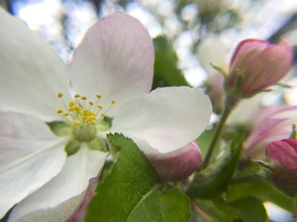 Picture of APPLE BLOSSOMS I