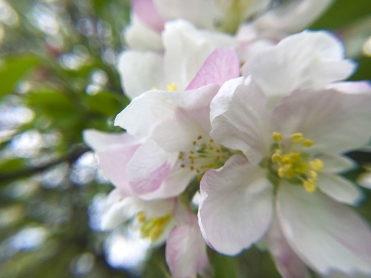 Picture of APPLE BLOSSOMS II