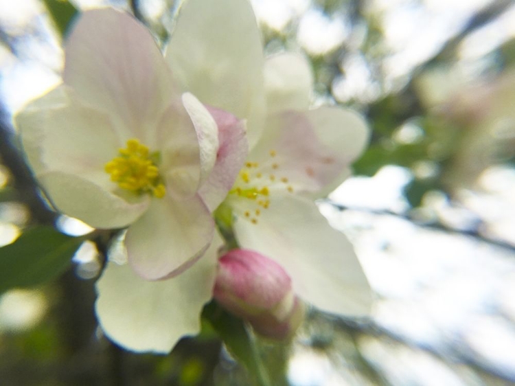 Picture of APPLE BLOSSOMS III