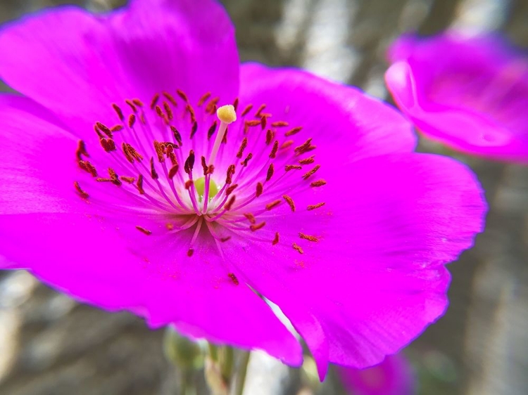 Picture of ROCK PURSLANE BLOOM I