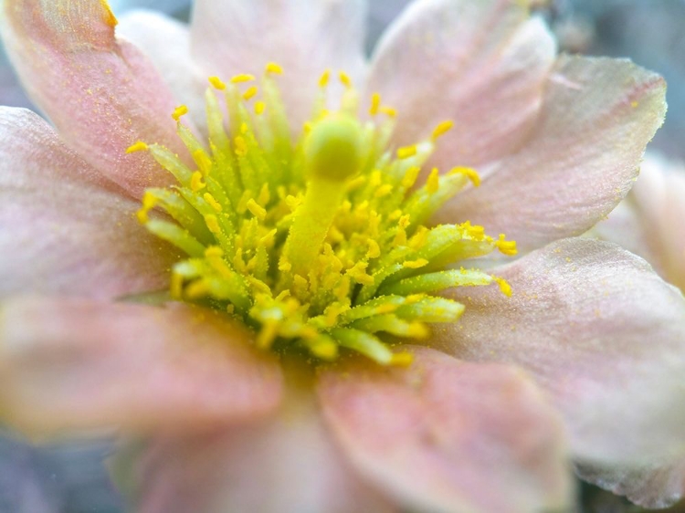 Picture of CACTUS FLOWER I