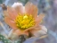 Picture of CACTUS FLOWER II