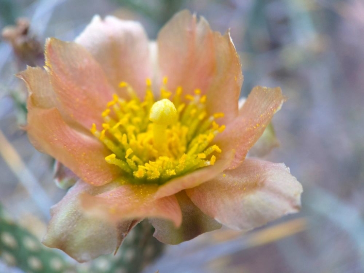 Picture of CACTUS FLOWER II