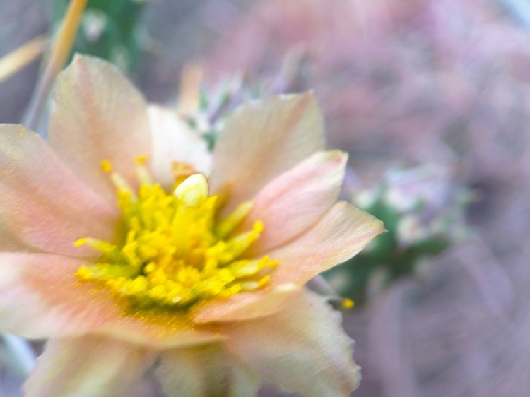 Picture of CACTUS FLOWER III