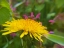 Picture of DANDELION
