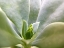 Picture of ROCK PURSLANE