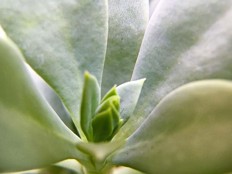 Picture of ROCK PURSLANE