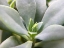 Picture of ROCK PURSLANE
