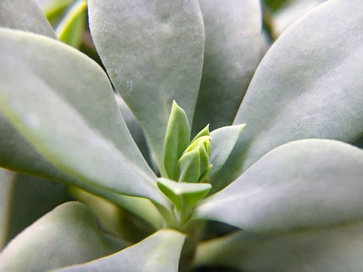 Picture of ROCK PURSLANE