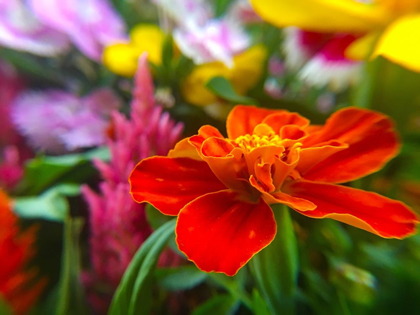 Picture of GARDEN FLOWERS
