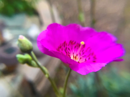 Picture of ROCK PURSLANE BLOOM II