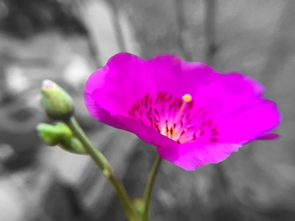 Picture of ROCK PURSLANE BLOOM II BANDW