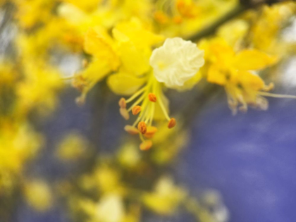 Picture of TREE IN BLOOM |