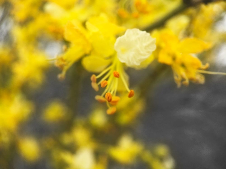 Picture of TREE IN BLOOM BANDW