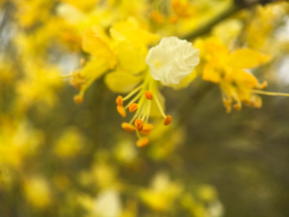 Picture of TREE IN BLOOM III