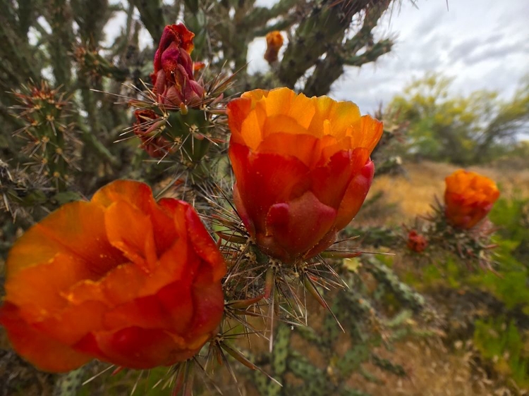 Picture of CHOLLA BLOOM VIII