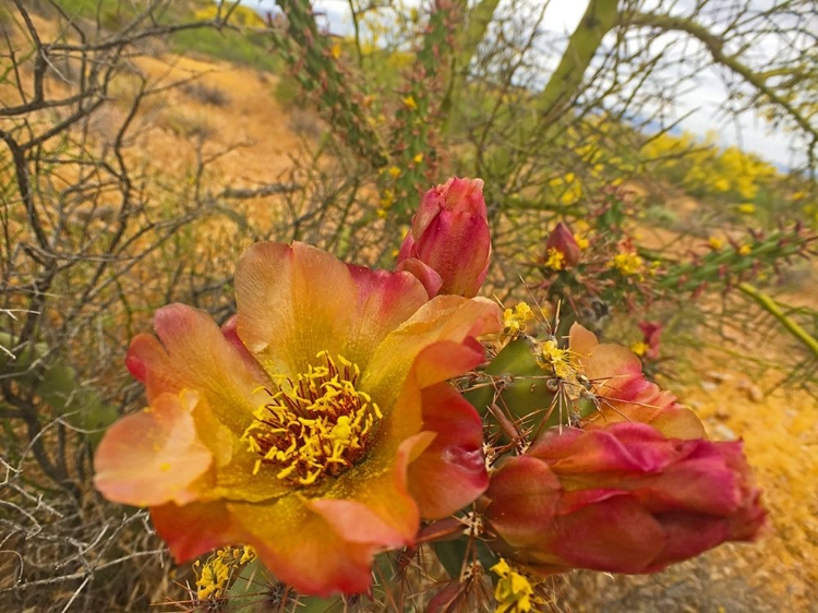Picture of CHOLLA BLOOM IX