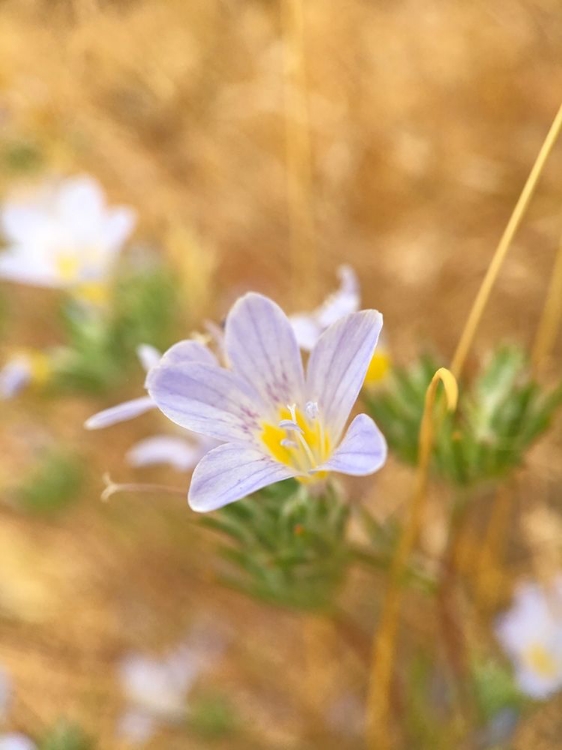 Picture of PURPLE FLOWER I