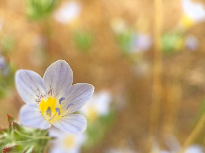 Picture of PURPLE FLOWER II