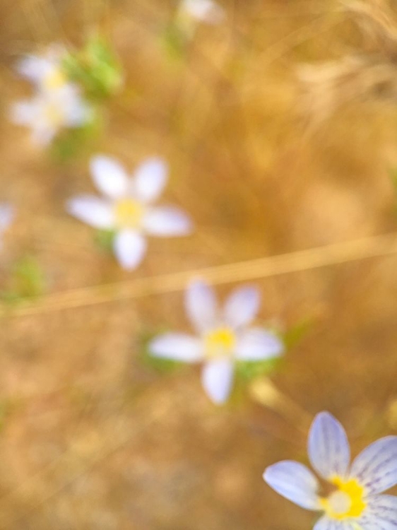 Picture of PURPLE FLOWER IV