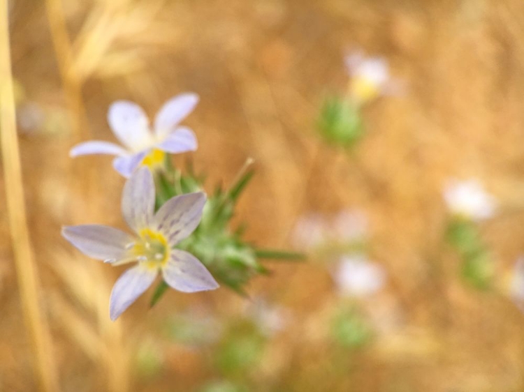 Picture of PURPLE FLOWER V