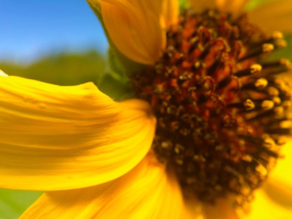 Picture of SUNFLOWER I