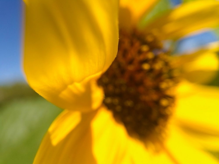 Picture of SUNFLOWER II