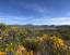 Picture of WILDFLOWERS XXV