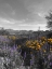 Picture of WILDFLOWERS BANDW VI