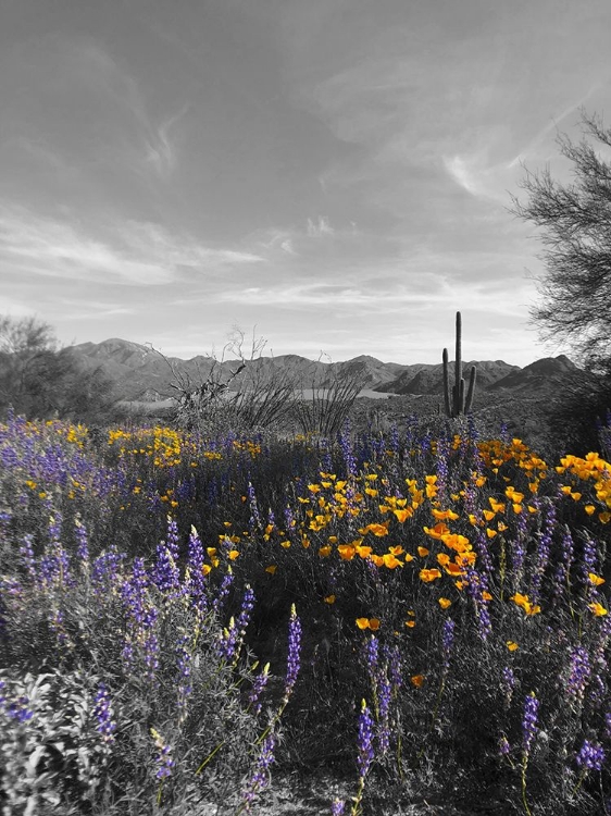Picture of WILDFLOWERS BANDW VI