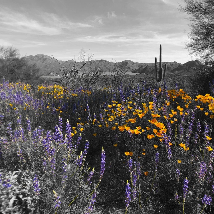 Picture of WILDFLOWERS BANDW VII