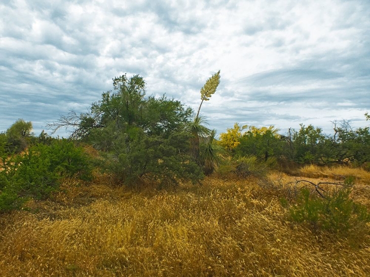 Picture of DESERT SCAPE 6