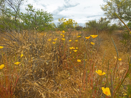 Picture of DESERT SCAPE 7