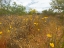 Picture of DESERT SCAPE 7