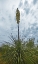 Picture of DESERT SCAPE 8