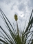 Picture of DESERT SCAPE 9