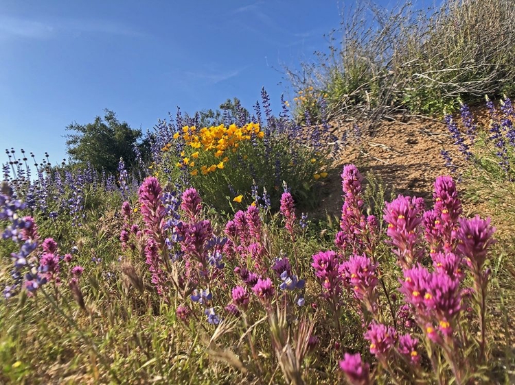 Picture of WILDFLOWERS XXXVI