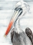 Picture of GREY PELICAN II